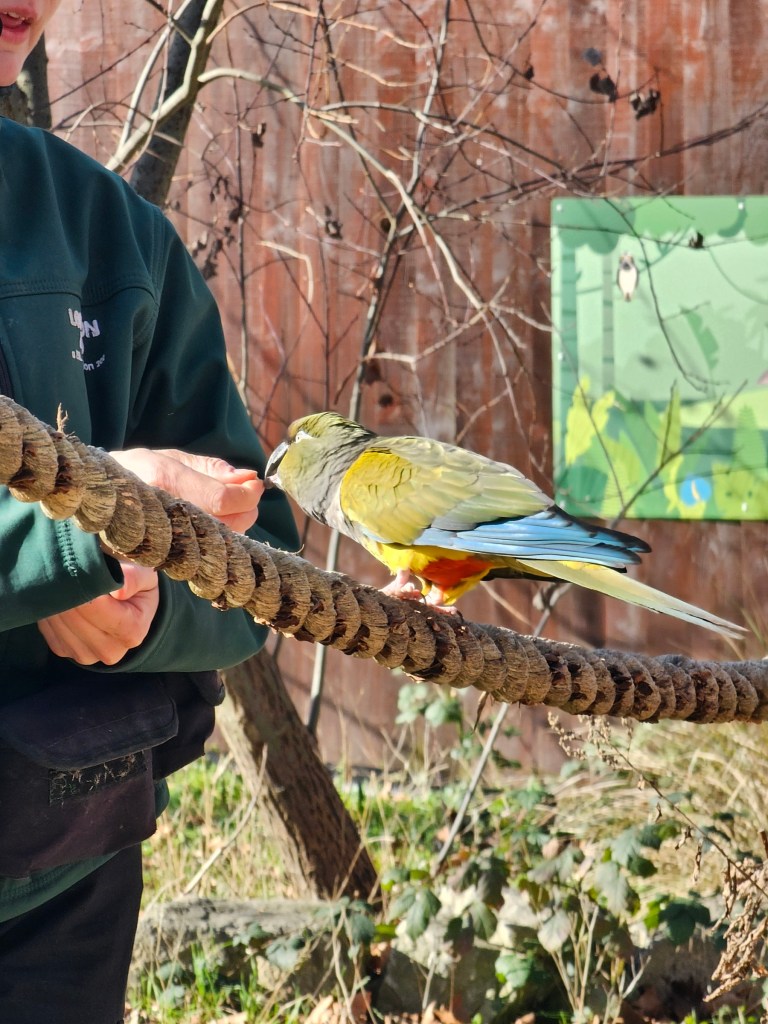 A parrot sitting on a rope, being fed snacks by their keeper in London zoo