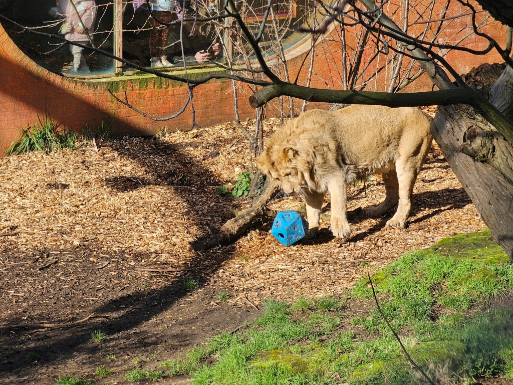 A lion playing with its blue rubber ball in his enclosure in London zoo