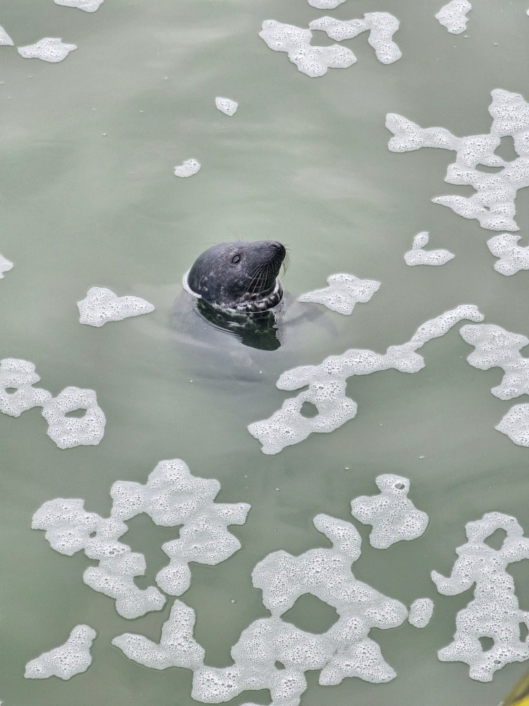 A close up of a grey seal in the water of River Thames in Southend-on-sea