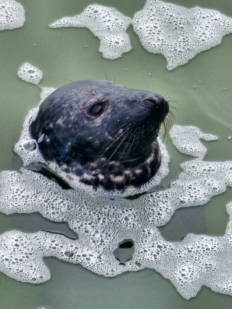 A close up of a grey seal in the water of River Thames in Southend-on-sea