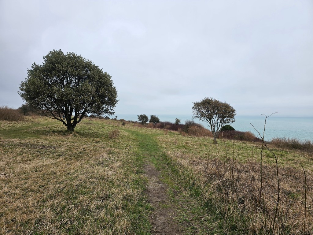 A pathway and a few trees on top of a chalk cliff near Dover.