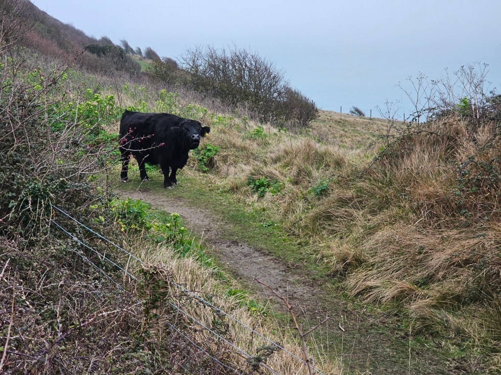 A black cow walking on a countryside path.
