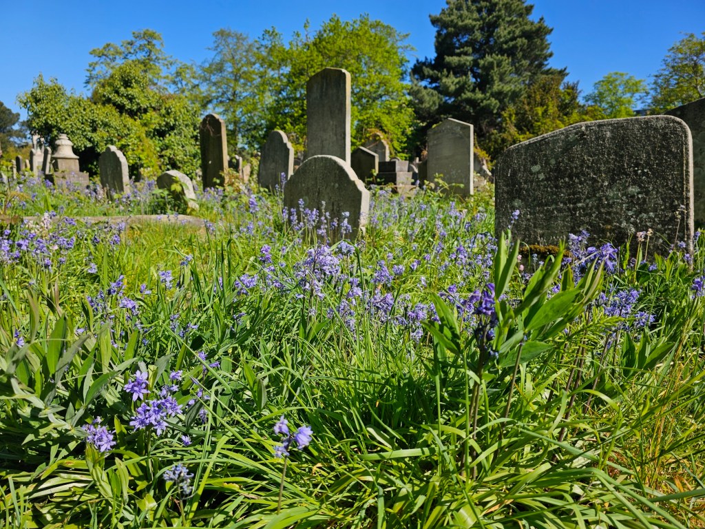 Tombstones surrounded by bluebells in Brompton Cemetery, London