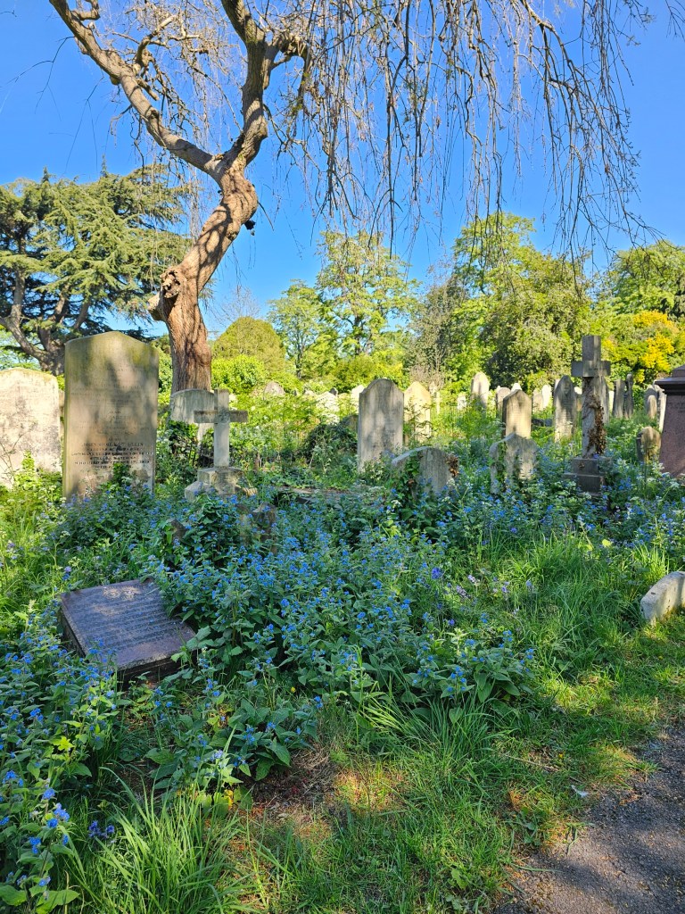 Tombstones surrounded by bluebells in Brompton Cemetery, London