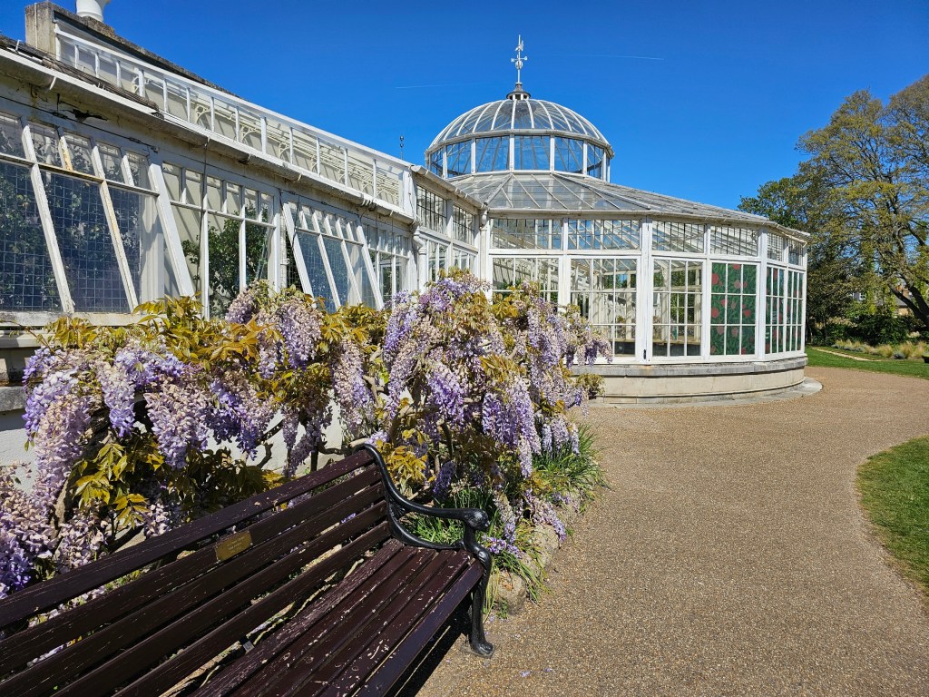 Blooming wisteria and a wooden bench, outside of the conservatory in the garden of Chiswick House, London