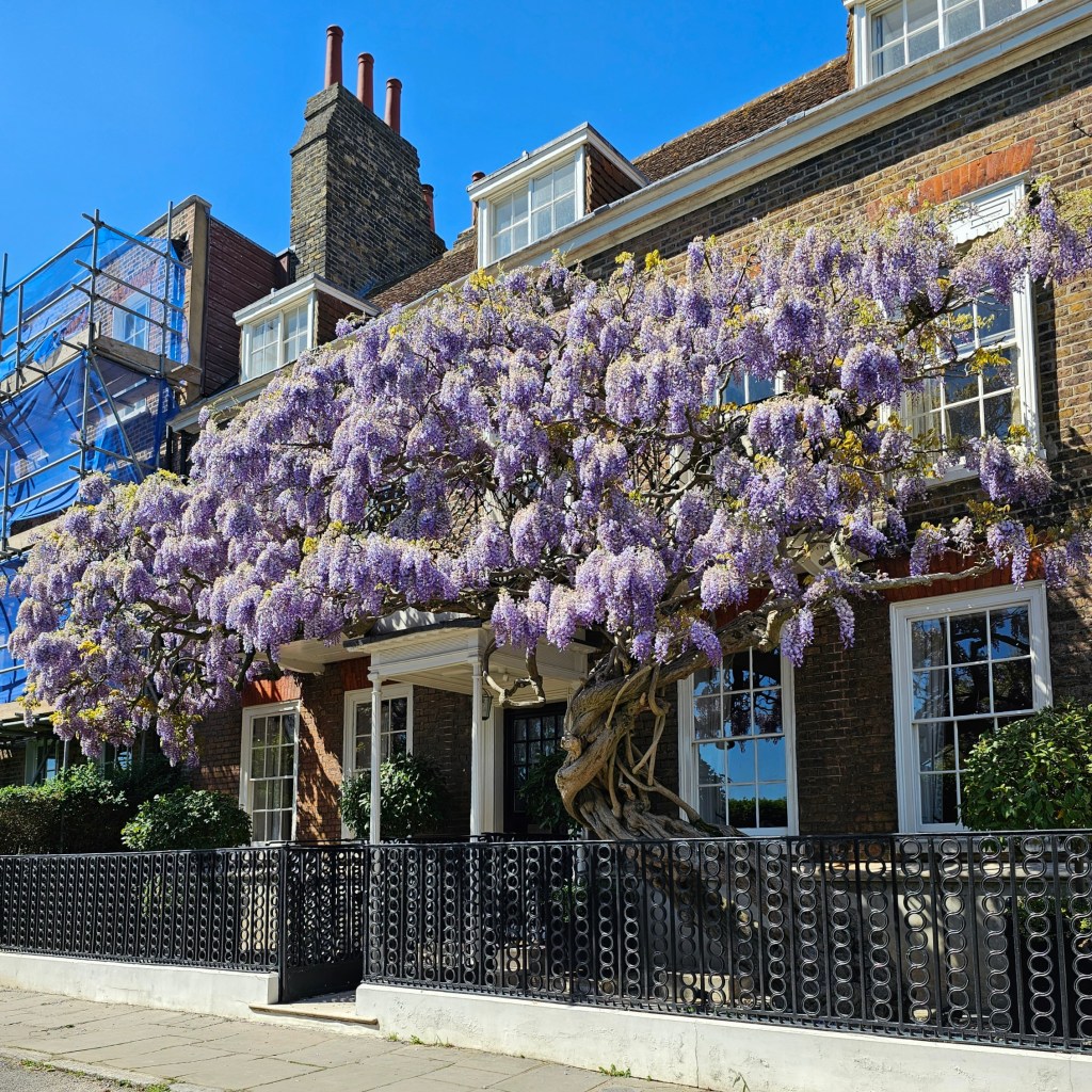 Blooming wisteria in front of a house in Chiswick, London
