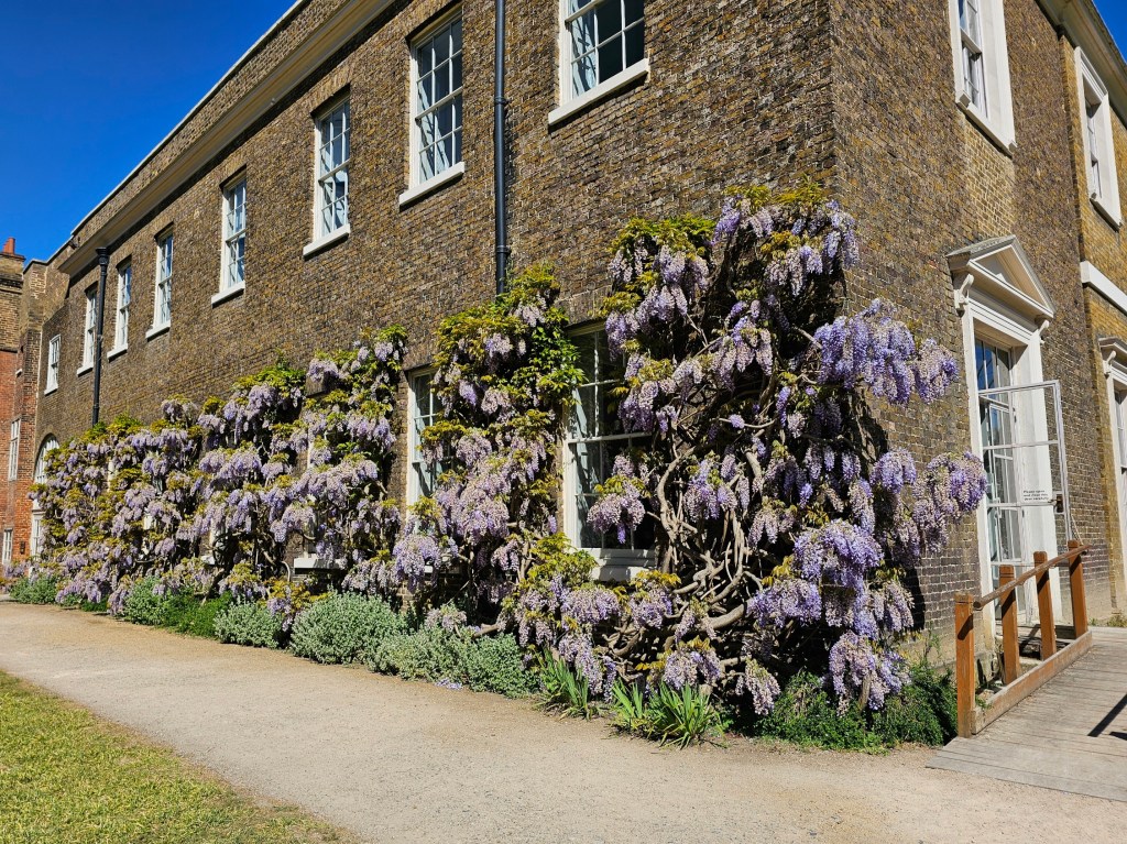 Blooming wisteria outside of Fulham Palace