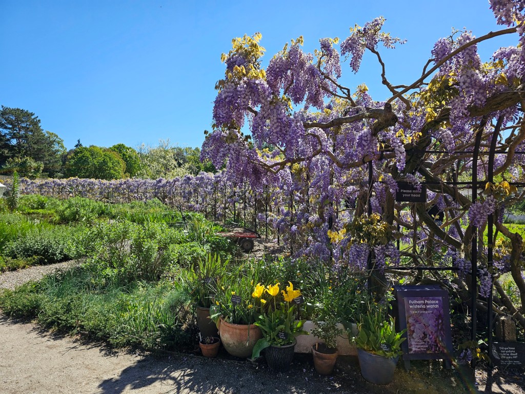 A very long wall of blooming wisteria in the garden of Fulham Palace