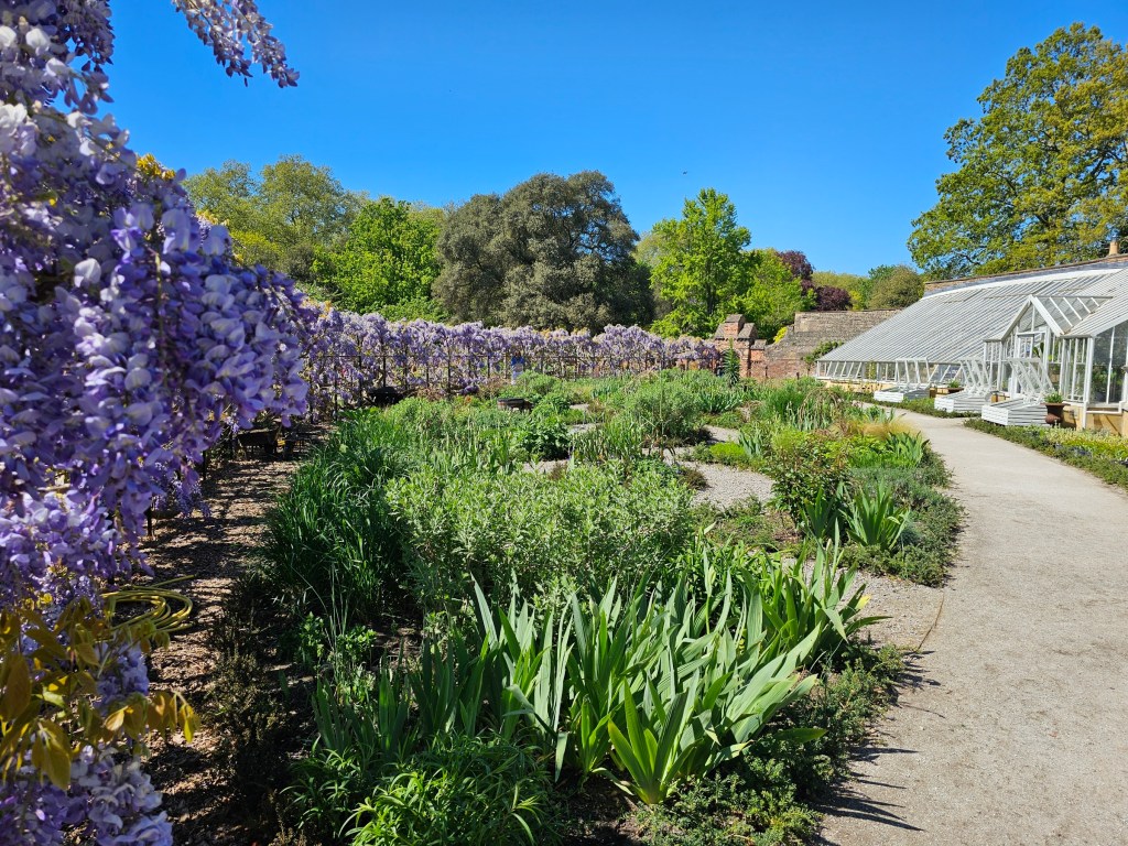 A very long wall of blooming wisteria in the garden of Fulham Palace