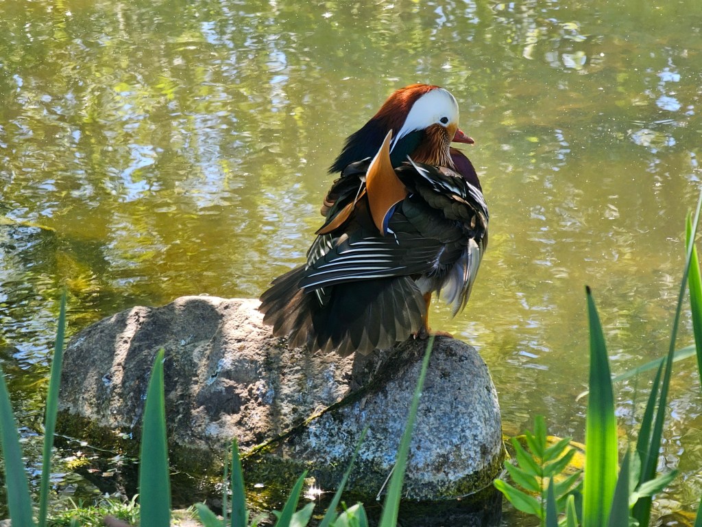 Colourful duck sitting on a rock on the side of a pond