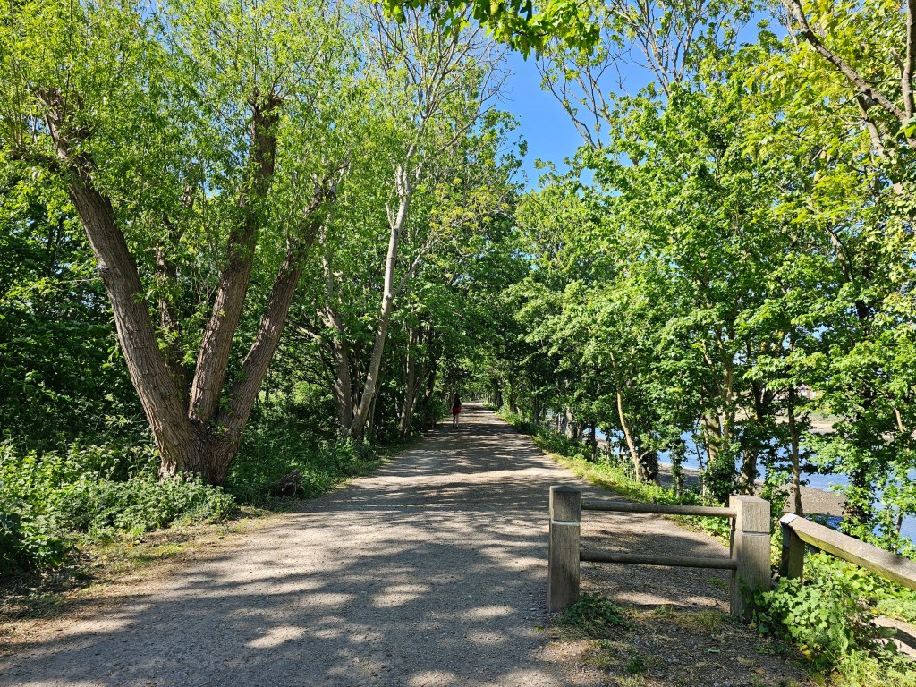 Woodland path with trees on both side, running along river Thames