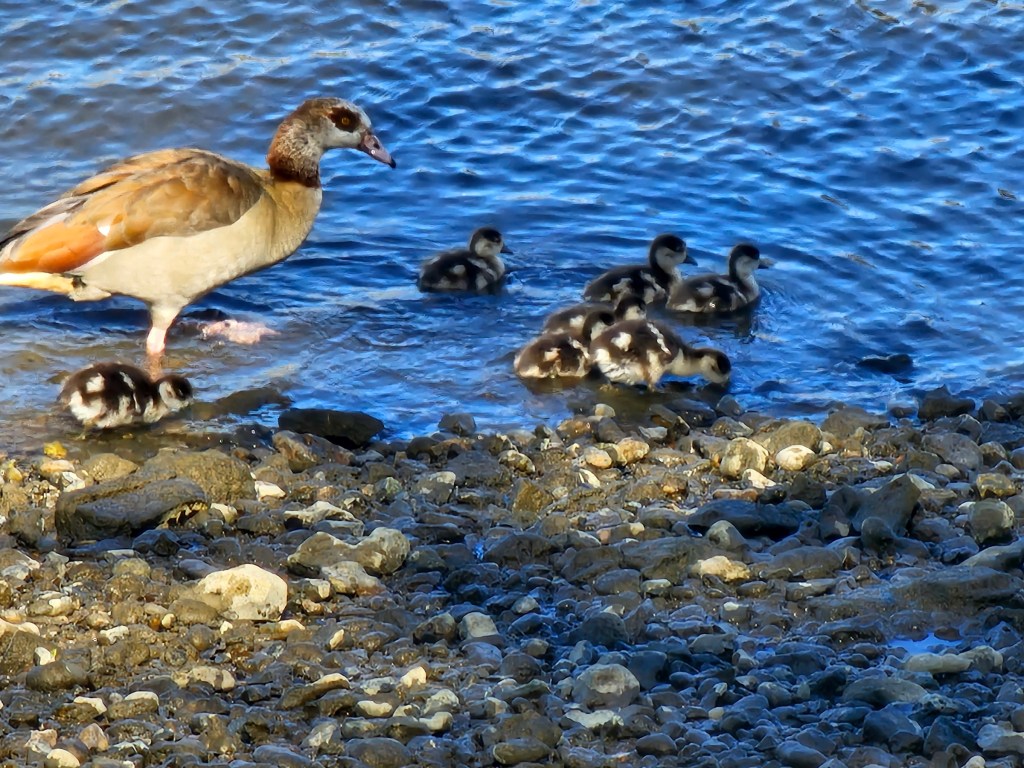 An Egyptian goose with seven chicks, in shallow water.
