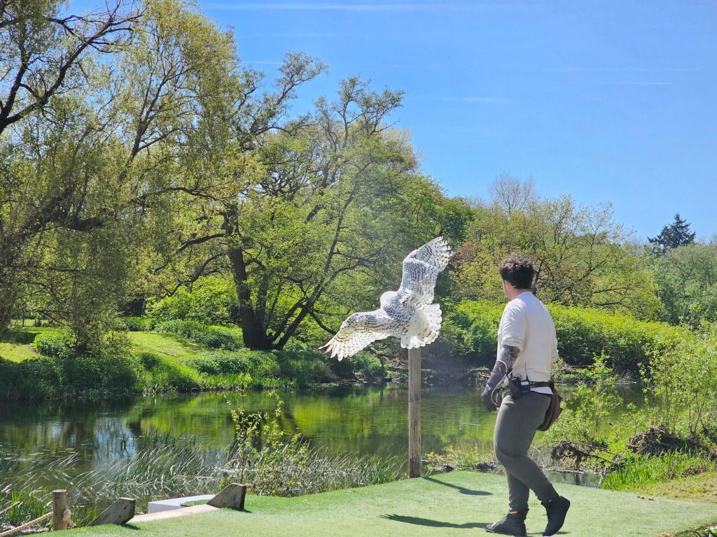 A large white owl caught in flight during a falconry show at Warwick Castle