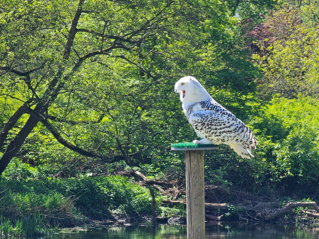 A white owl with its mouth open, sitting on a perch. Photo taken outside, from the side. There are green trees in the background.