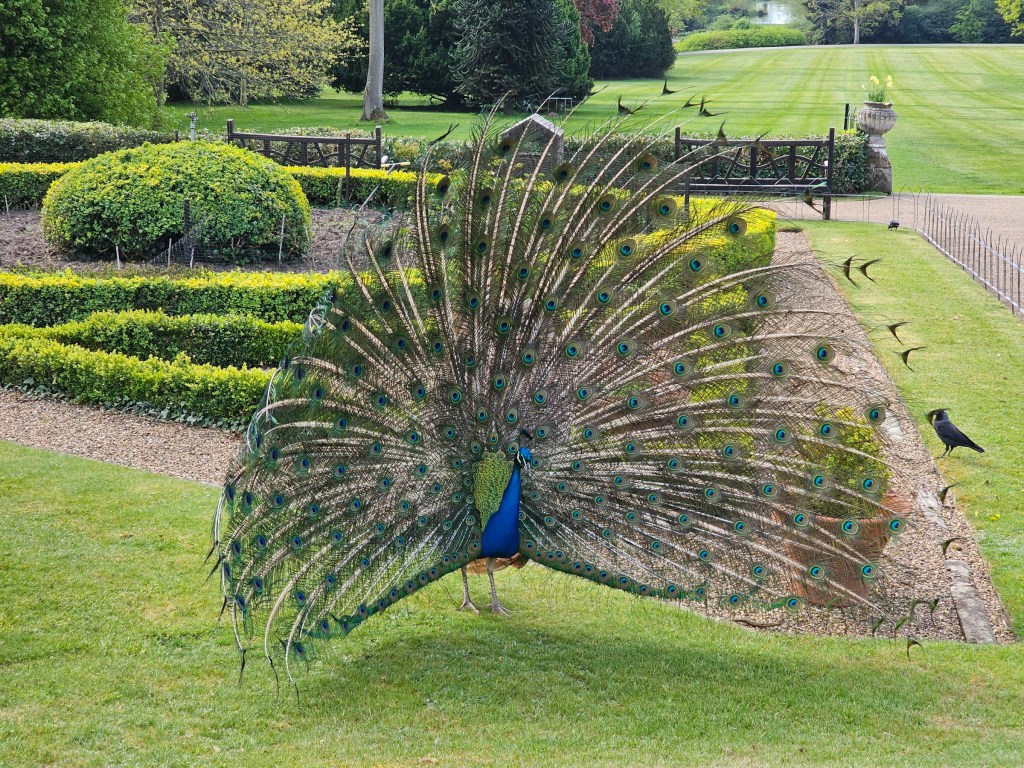 A peacock showing its raised tail, standing on a trimmed lawn