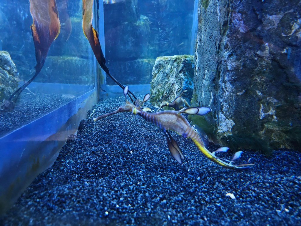 Strange seahorse at Sea Life Weymouth aquarium, UK