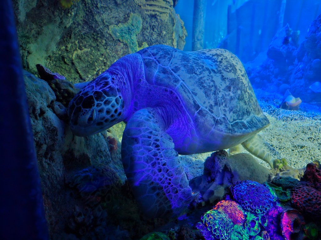 A sea turtle in an aquarium tank in Weymouth, UK