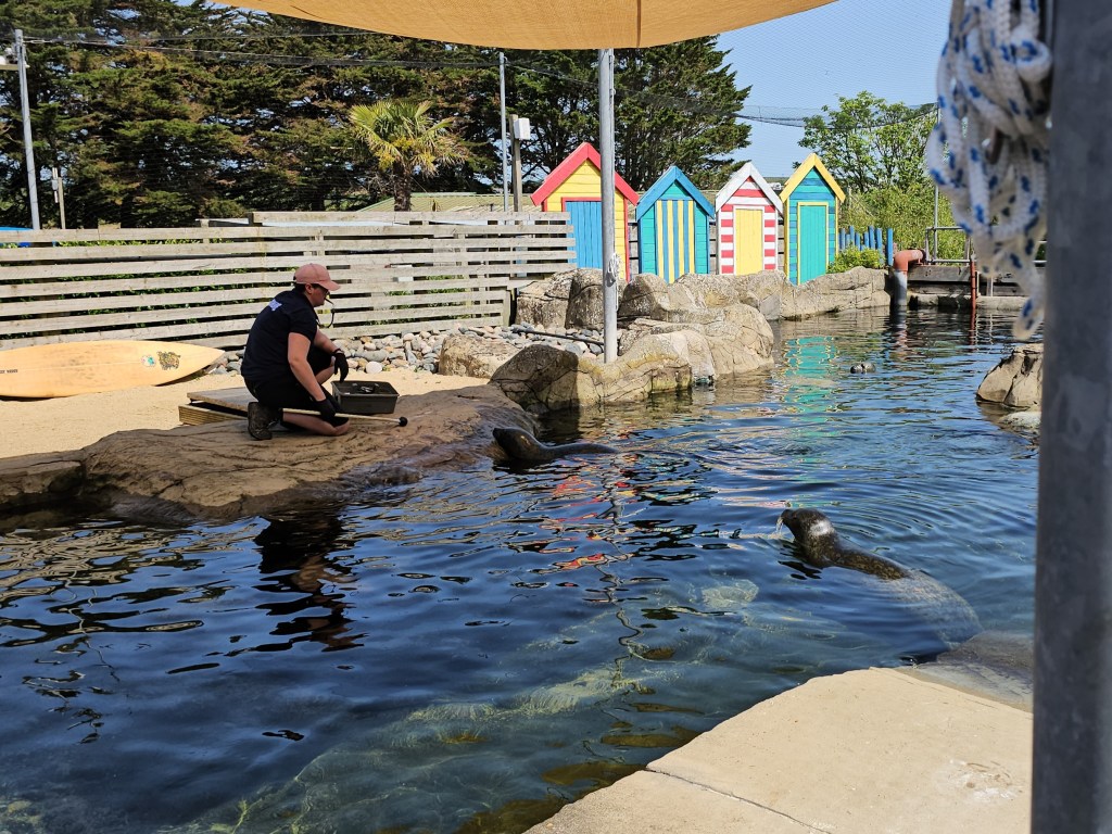 Three seals during feeding and training at Sea Life Weymouth aquarium