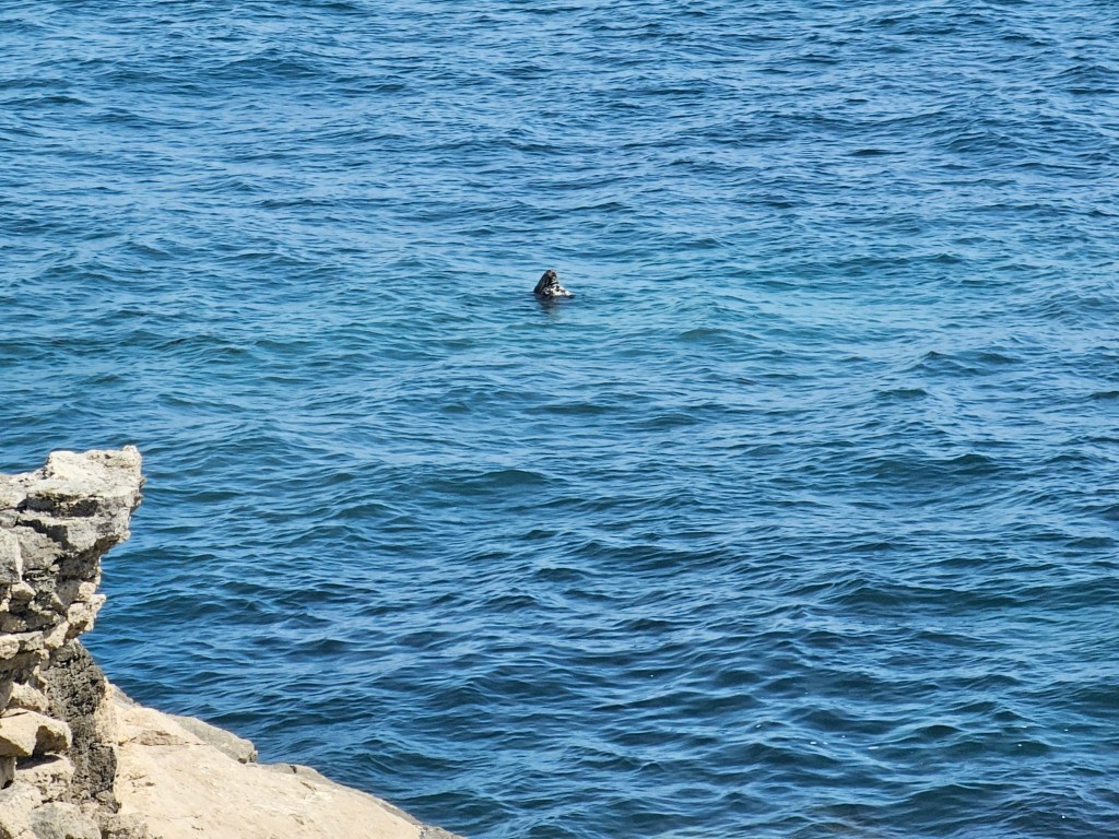 A seal's head sticking out of the water near Portland Bill, UK