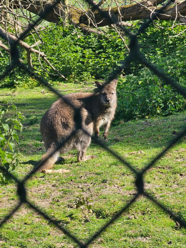 A wallaby standing on green grass. Photo taken through a double fence - part of the second fence obstructs the view