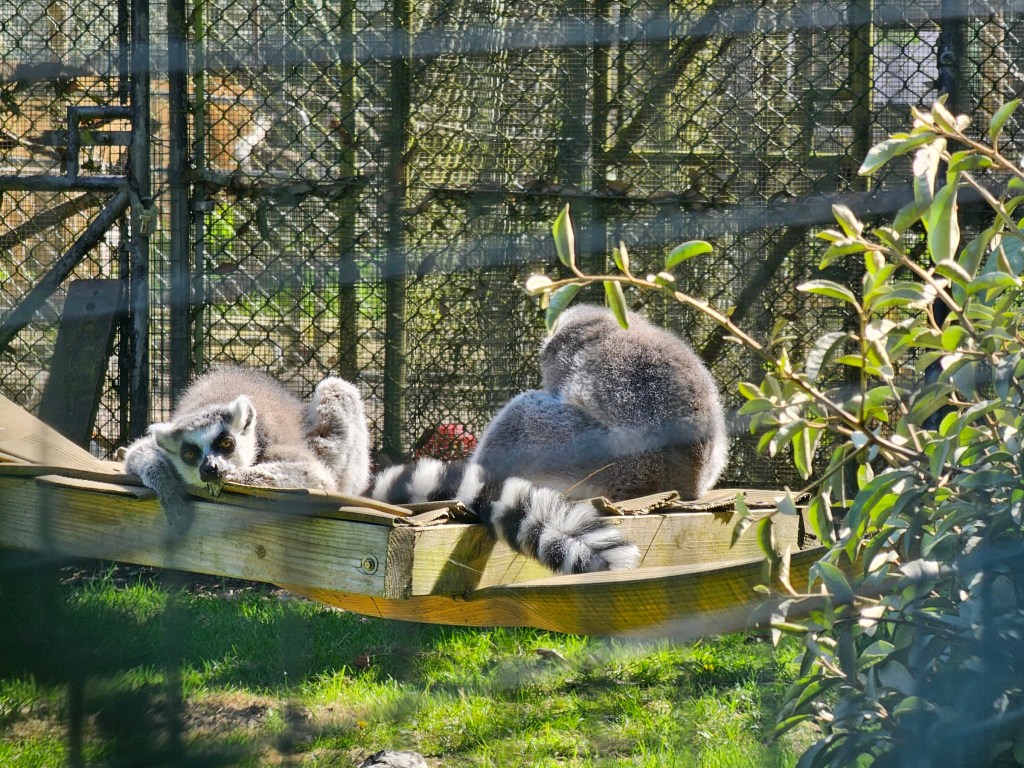 Two ring-tailed lemurs resting on a wooden ledge in Golders Hill Park Zoo. Part of a fence obstructs the view