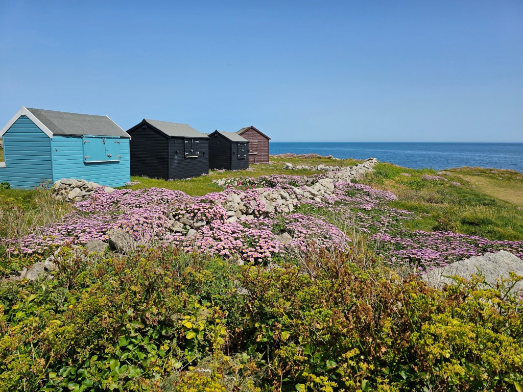 Colourful wooden huts and colourful flowers near Portland Bill lighthouse, Isle of Portland, UK