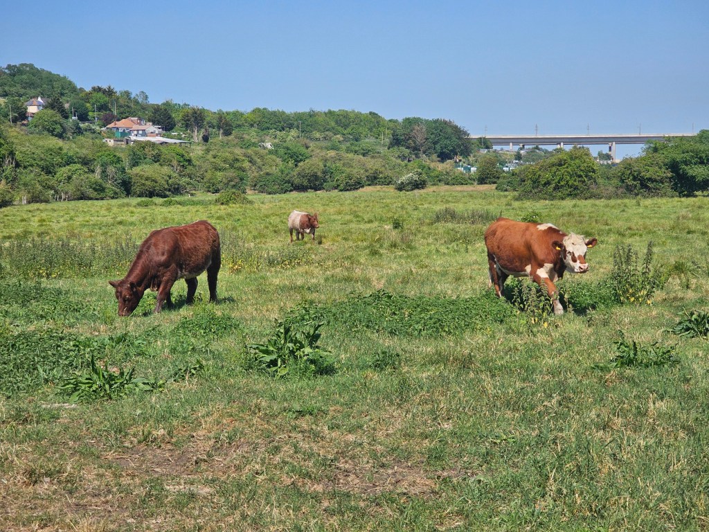 A meadow with three brown cows