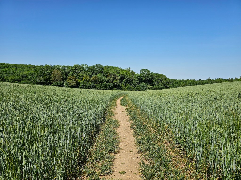 A field of tall, green grass, with a beaten path in the middle