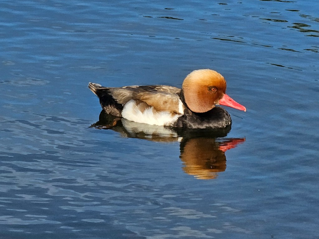 A duck in a pond in London