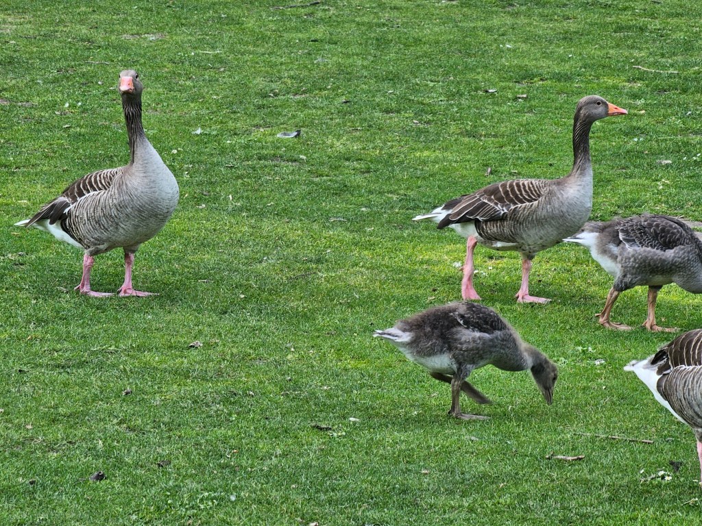 Adult and baby geese grazing on the green grass in a park in London