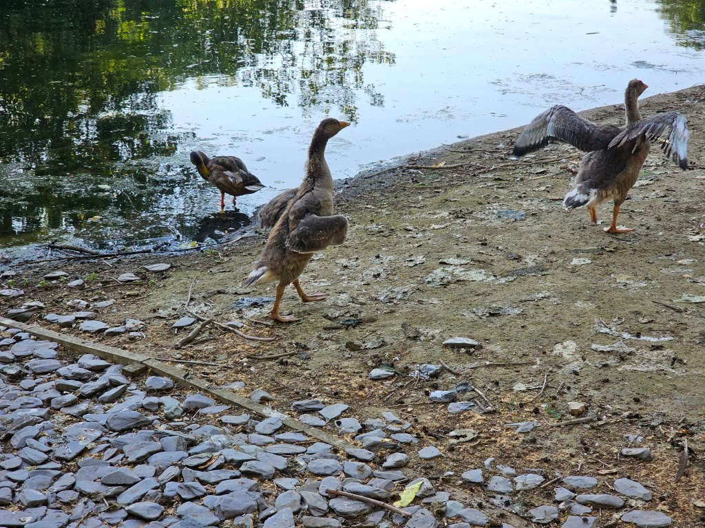 Young 'teenager' goose spotted in St James's Park, London, next to an adult goose