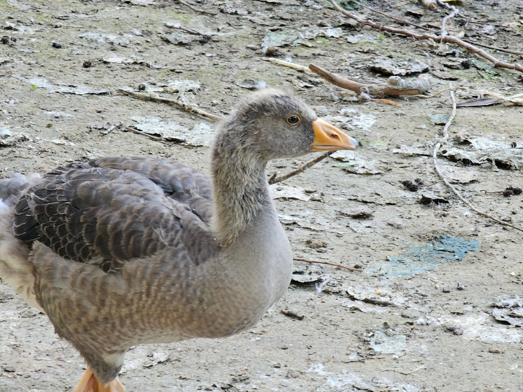 Young 'teenager' goose spotted in St James's Park, London