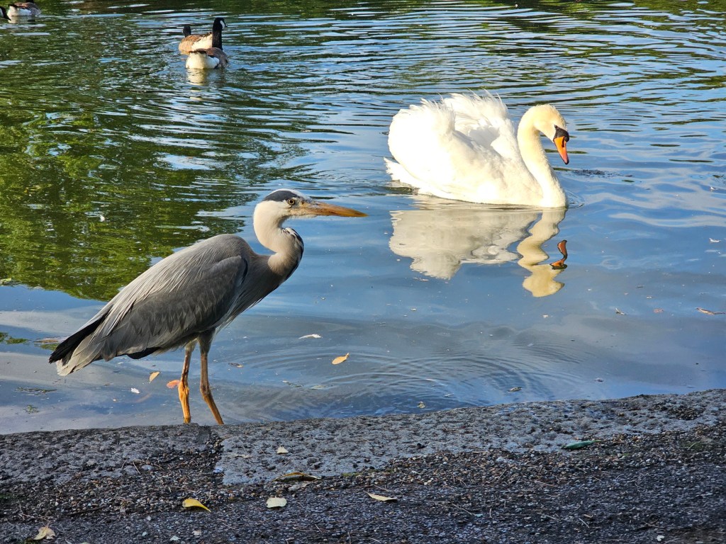 A heron and a swan in a pond in Hyde Park, London