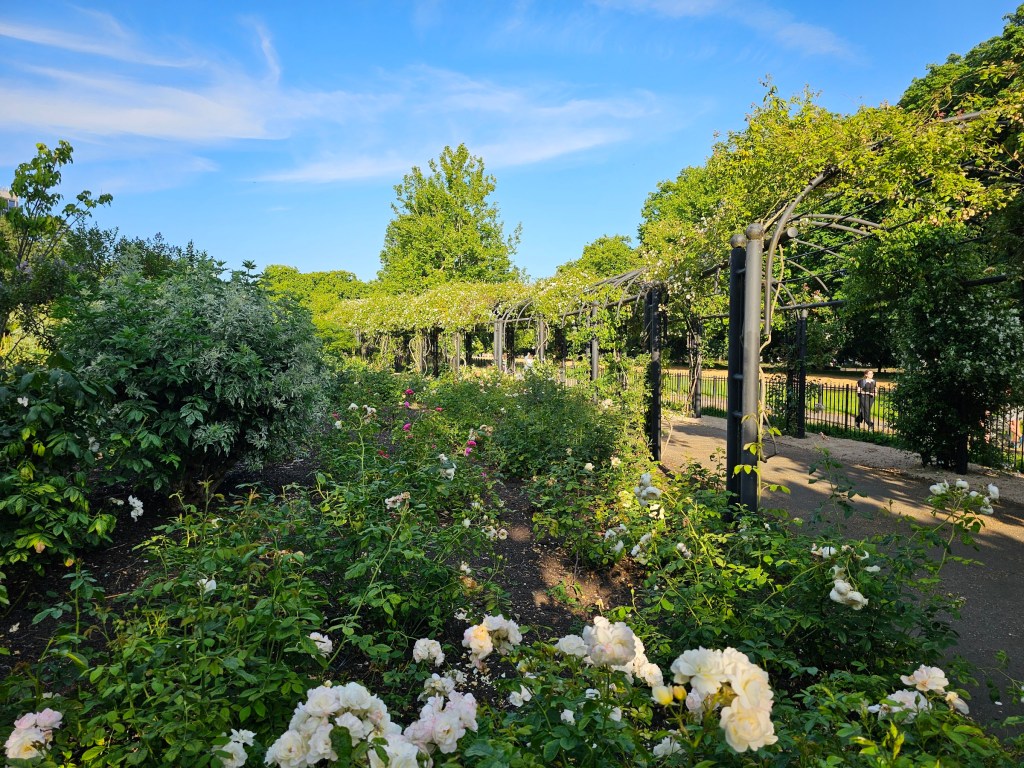 Rose Garden in Hyde Park, London