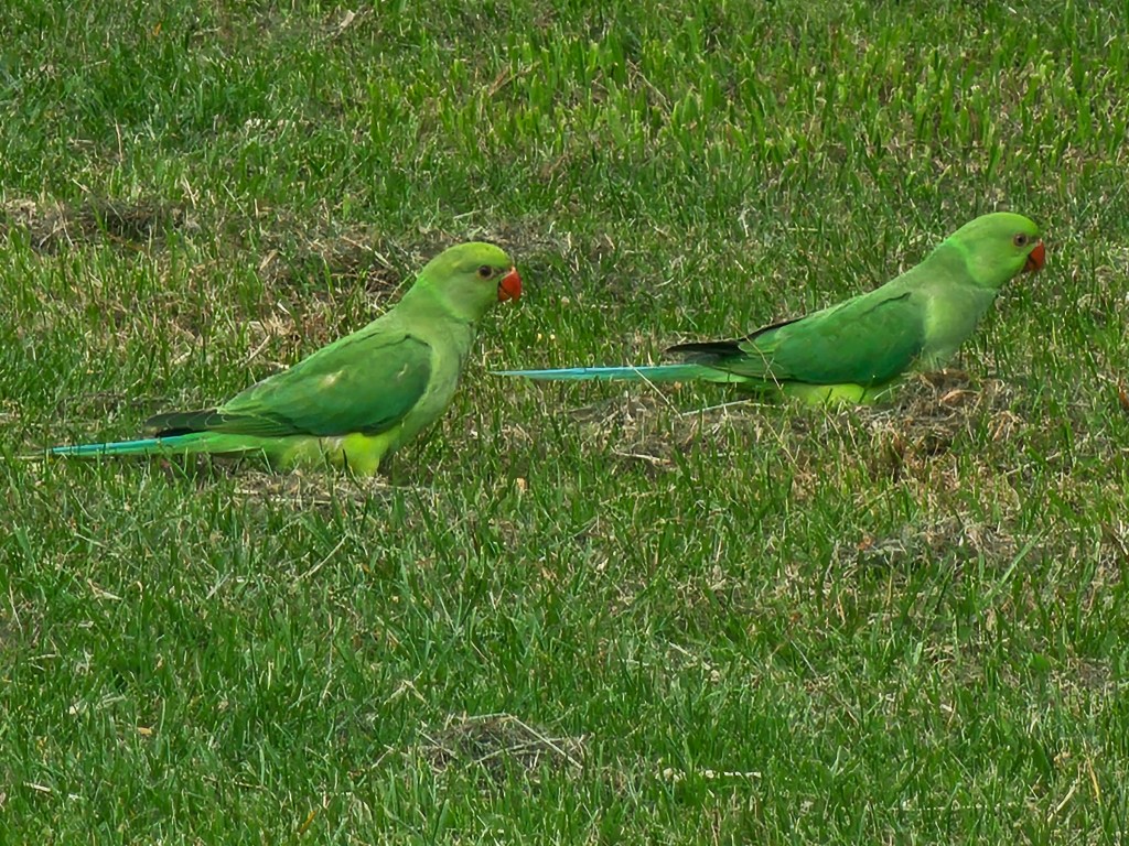 Two green parakeets on the green grass in London