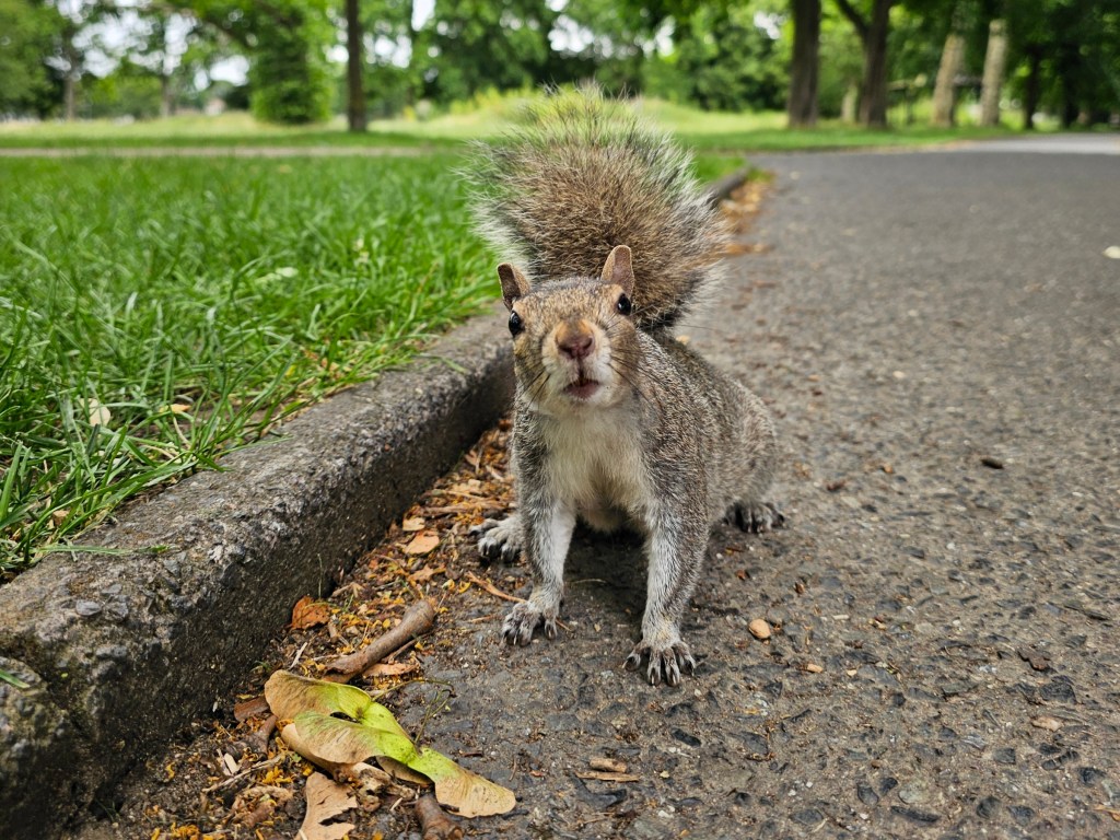 A squirrel on a concrete path, staring straight into the camera
