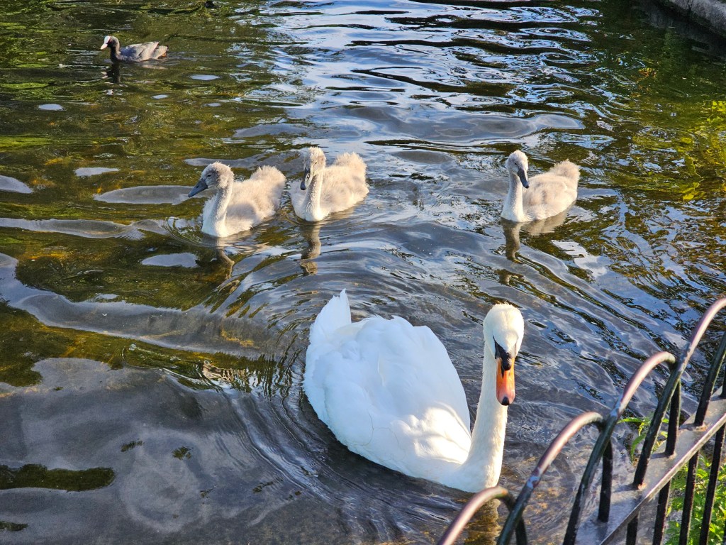 An adult swan and three cygnets on a pond in St James's Park, London