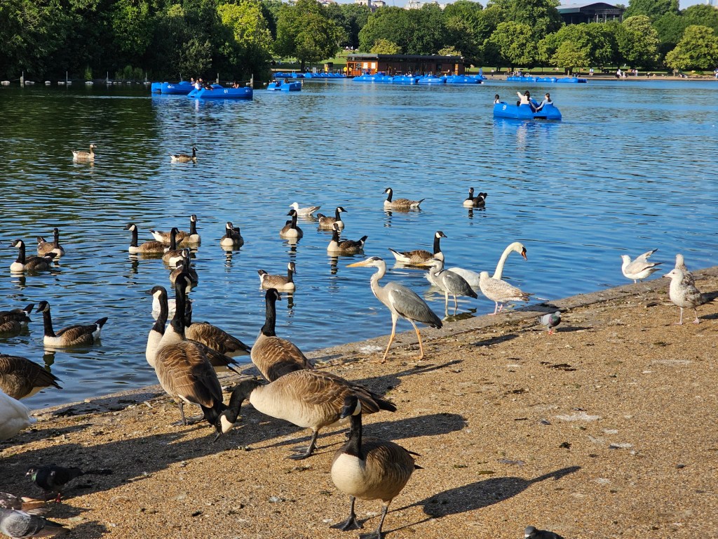Lots of geese, seagulls, swans, and a couple of herons by the pond in Hyde Park, London