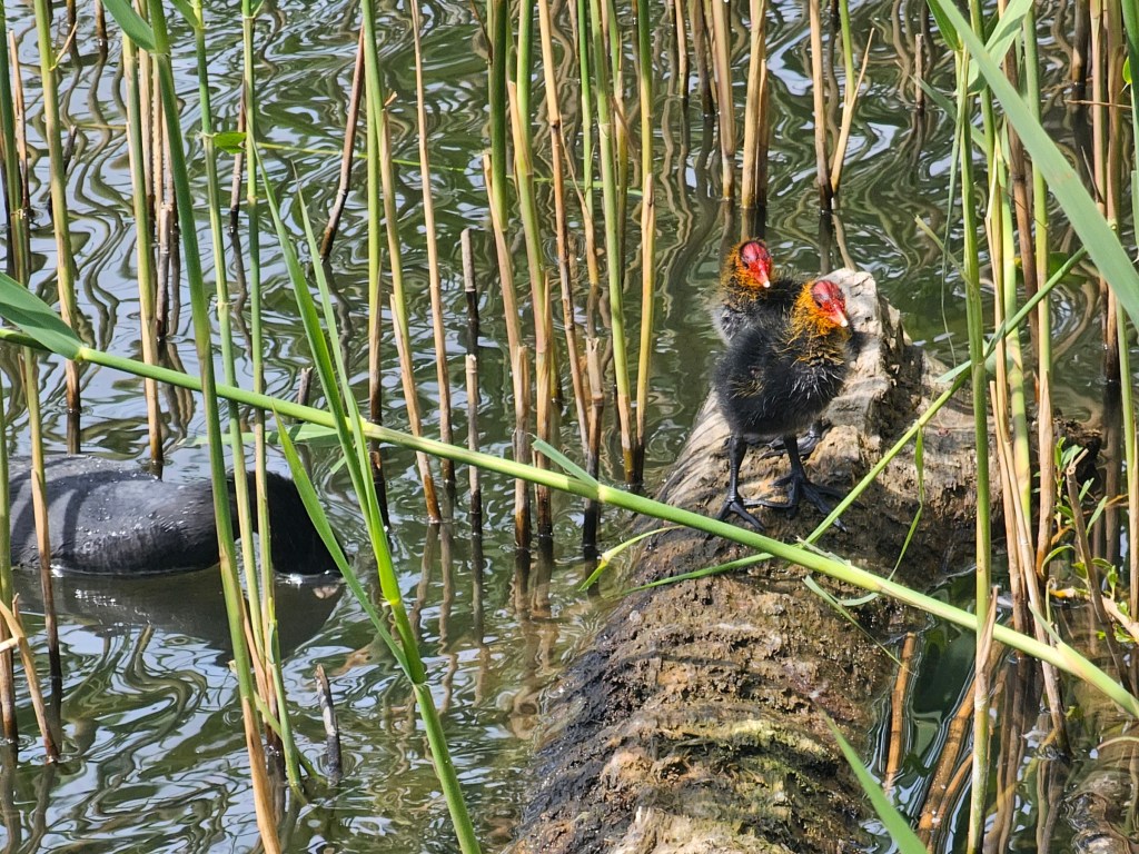 Two small black chicks on a wooden log in a pond