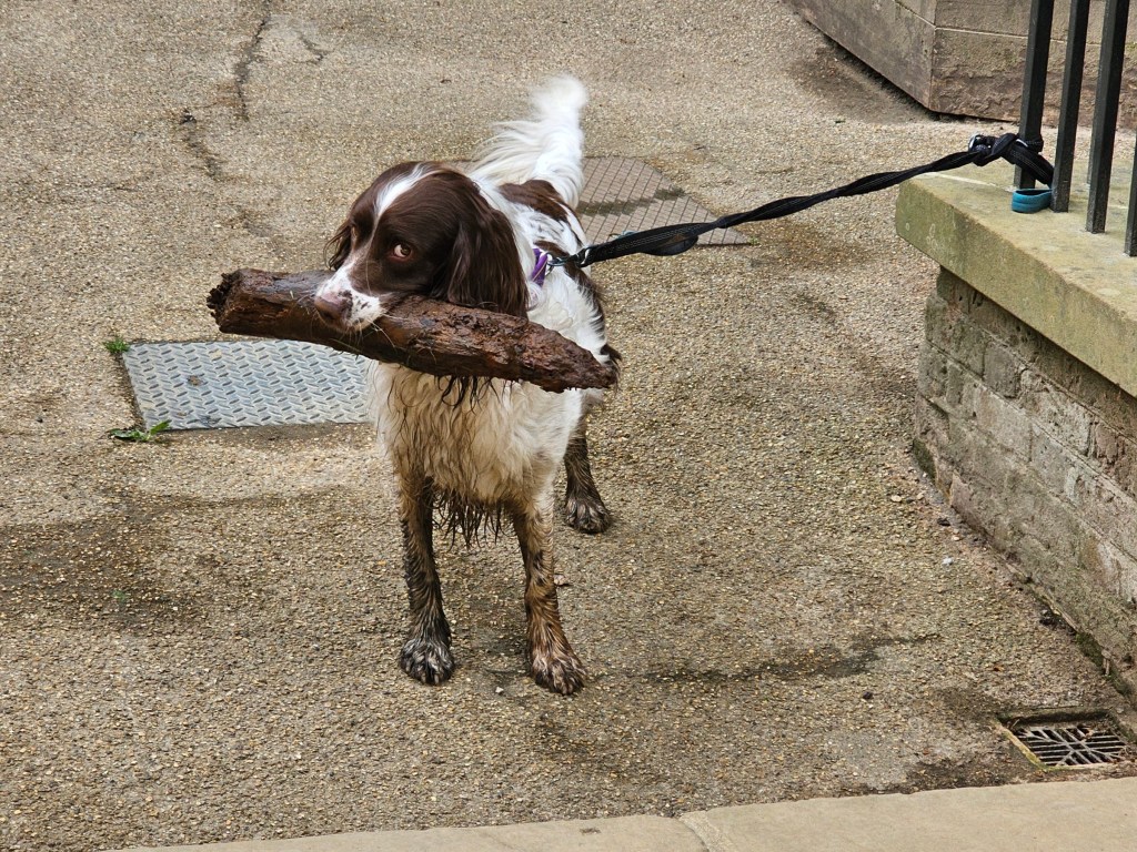 A white and brown dog carrying a huge stick