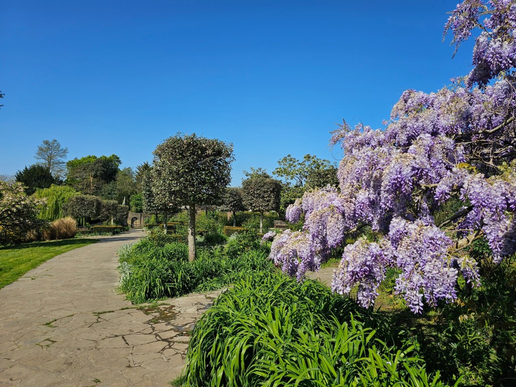 Wisteria in the Walled Garden in Golders Hill Park, London