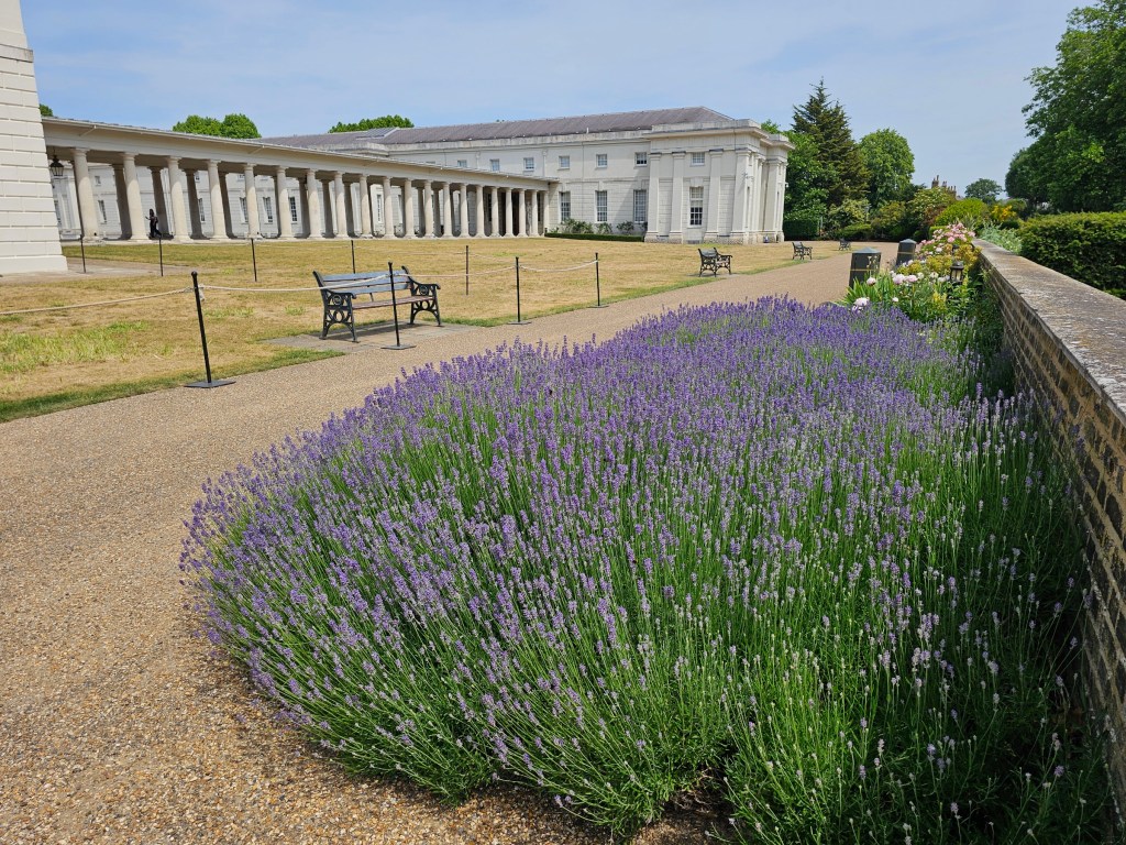 A huge patch of lavender in Greenwich Park, London