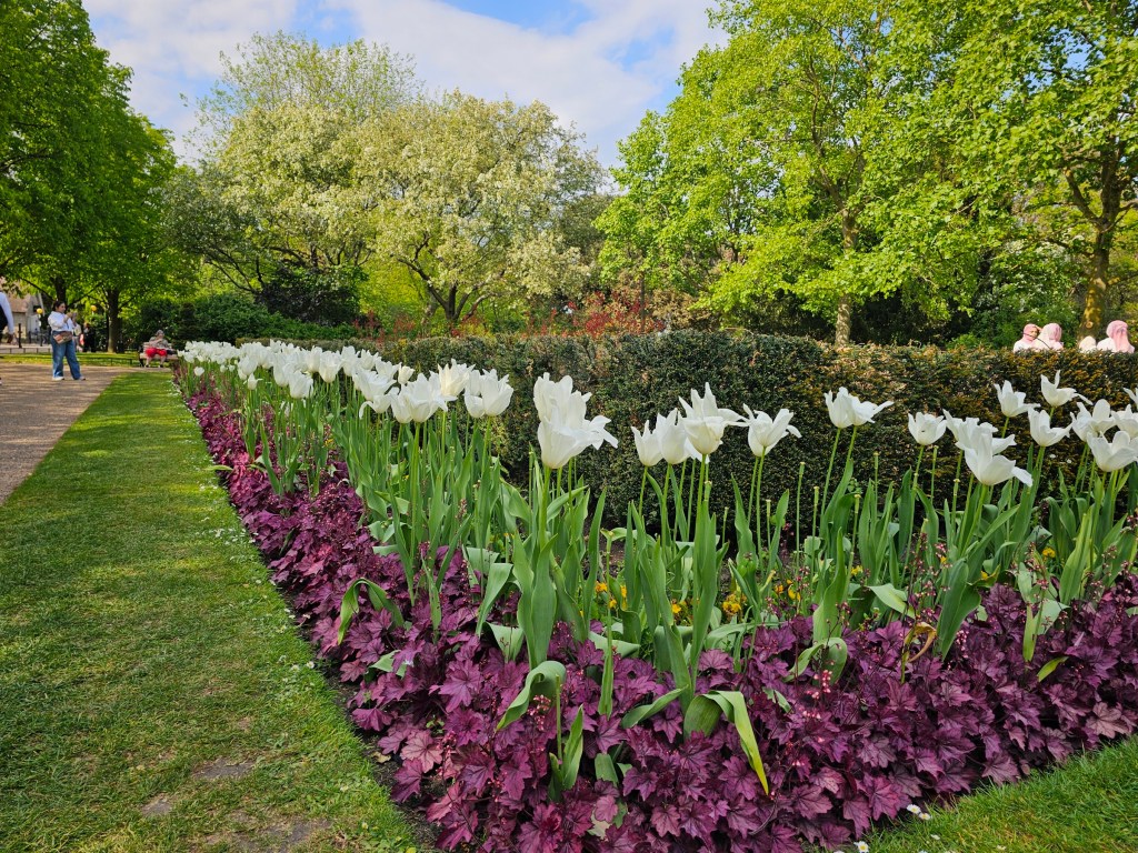 A flower bed with white tulips in Regent's Park, London