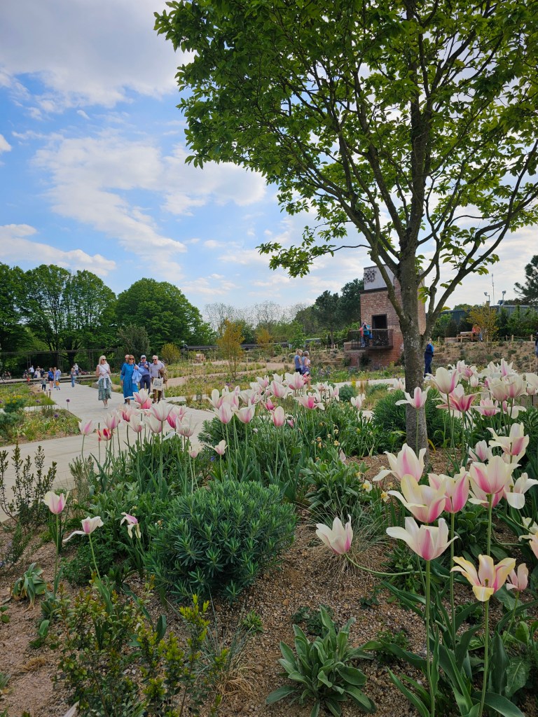 Pink and white tulips in Elizabeth II Garden in Regent's Park, London