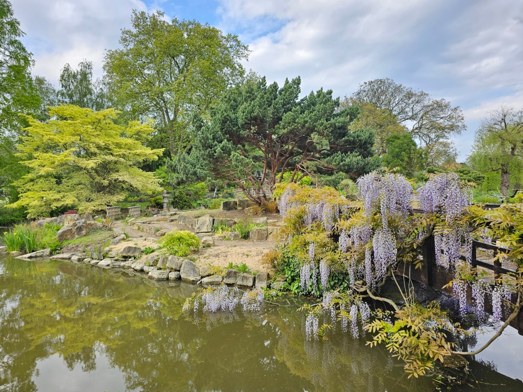 Wisteria and the pond in the rose garden in Regent's Park