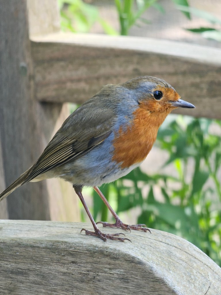 A close up of a robin bird sat on the armrest of a bench