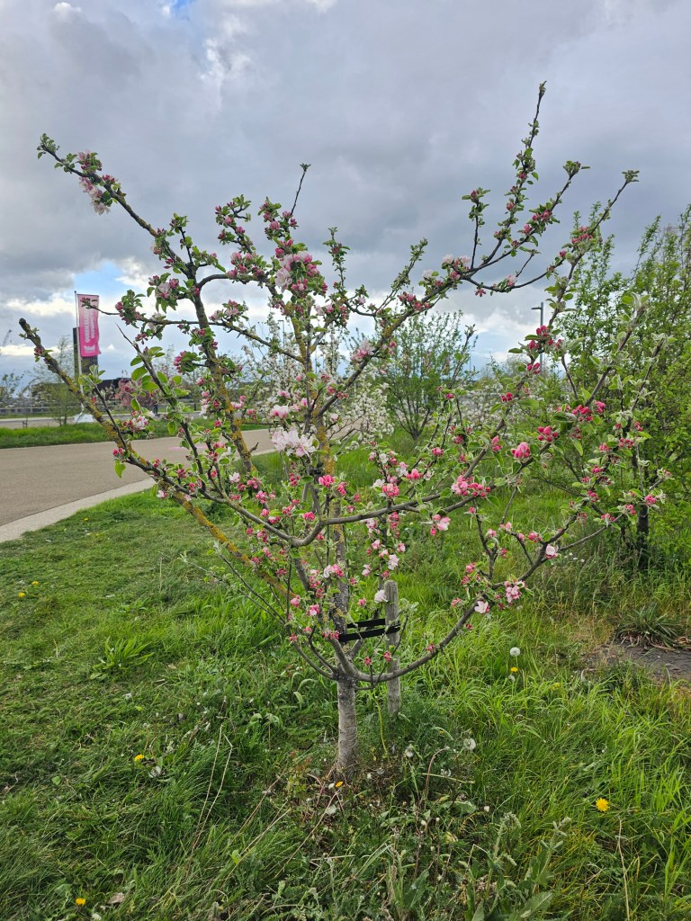A small tree with tiny pink flowers, in a park