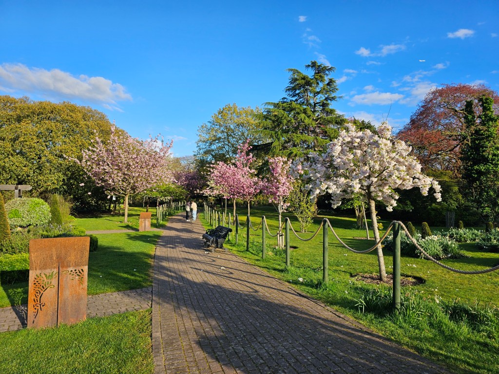 Pink and white cherry blossom trees in West Ham Park, London