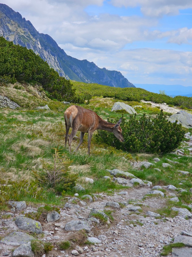A deer grazing on a meadow in Tatra Mountains, Poland