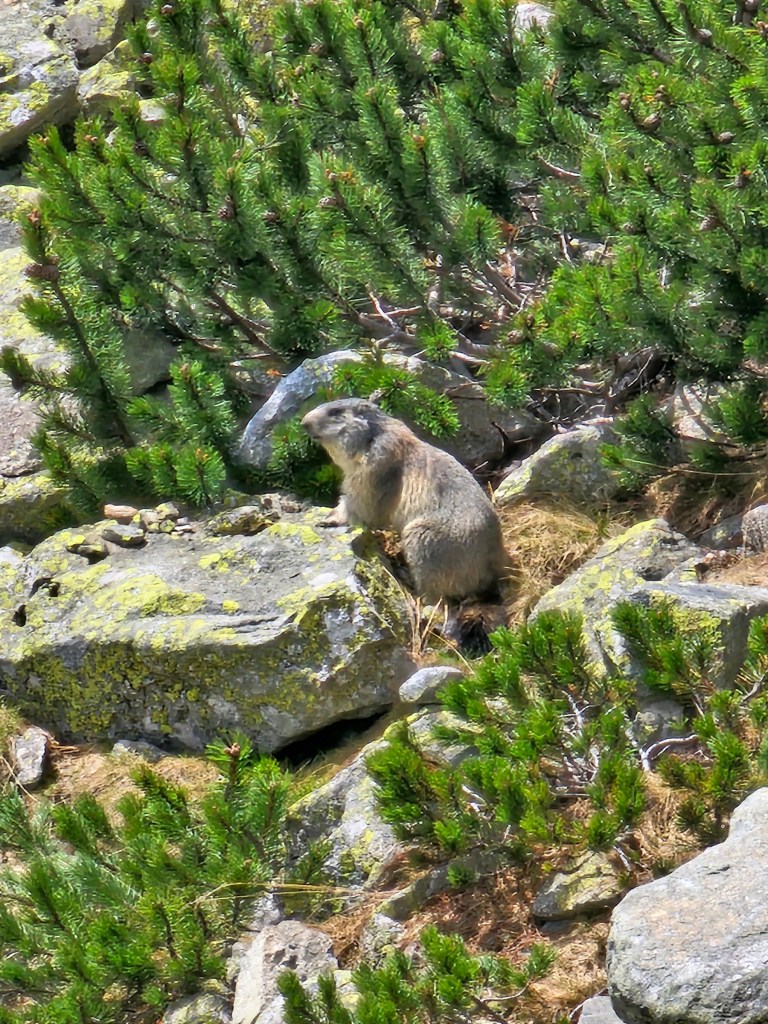 A marmot sitting on a rock